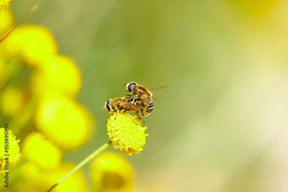 The bees are already preparing the honey of the season with fresh flowers The bees are already preparing the honey of the season with fresh flowers