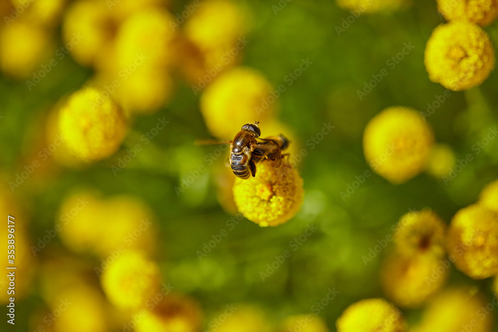 The bees are already preparing the honey of the season with fresh flowers The bees are already preparing the honey of the season with fresh flowers