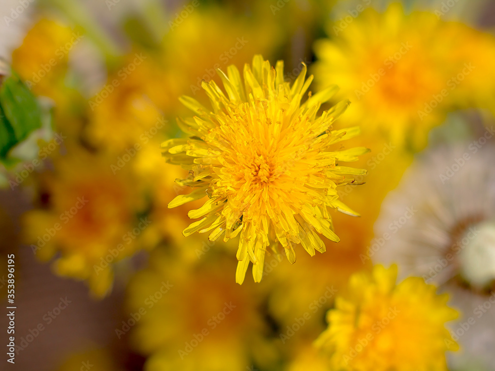 Fototapeta premium yellow dandelions The parachutes of dandelions