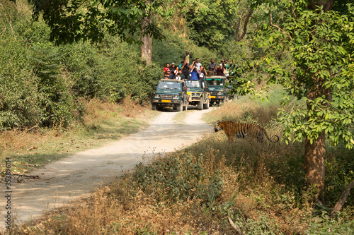 JIM CORBETT, INDIA-MAY 13: Tourists watching the Tigress Paro crossing the Sambar road along the Ram Ganga river on May 13, 2018, Jim Corbett, Uttrakhand, India photo