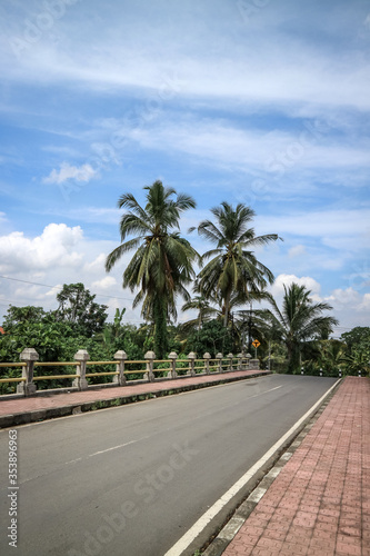 Coconut palms growing along the road at sunny day.