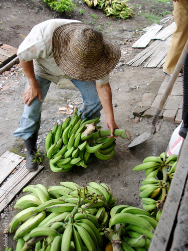 worker holding a bunch of platains bananas photo