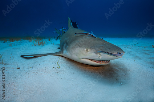 Lemon shark at a cleaning station