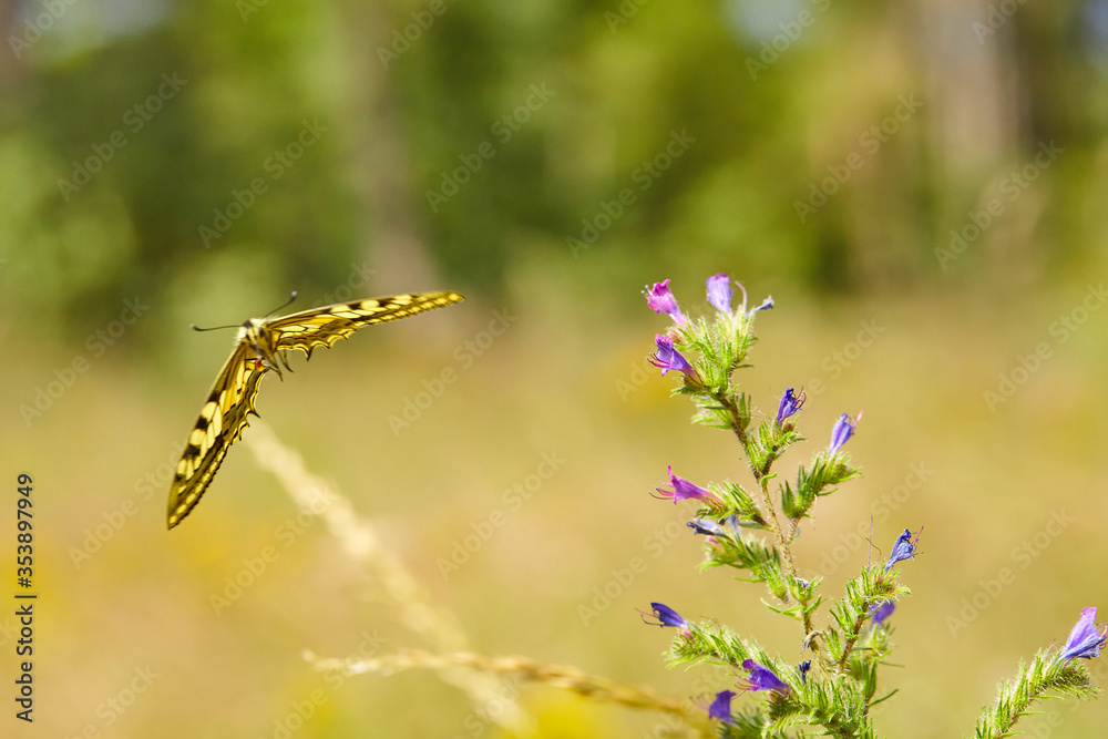 Fototapeta premium Spring outburst with butterflies collecting nectar