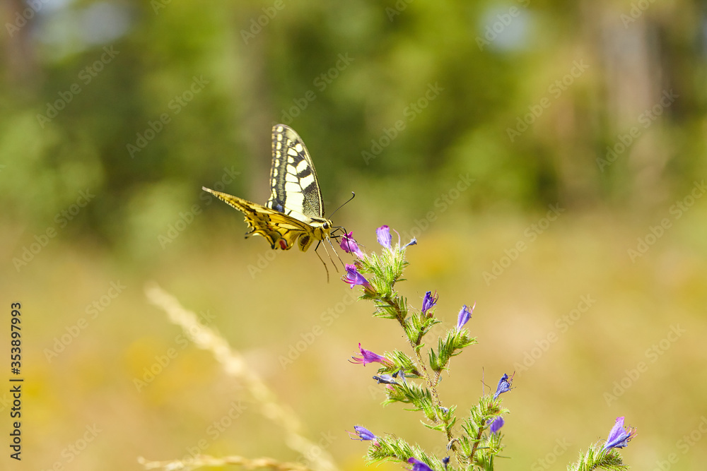 Spring outburst with butterflies collecting nectar