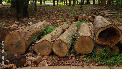 A number of large diameter lumber was cut in the Jakarta city forest