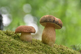 Penny Bun or boletus edulis mushroom in forest. King boletes in the woods