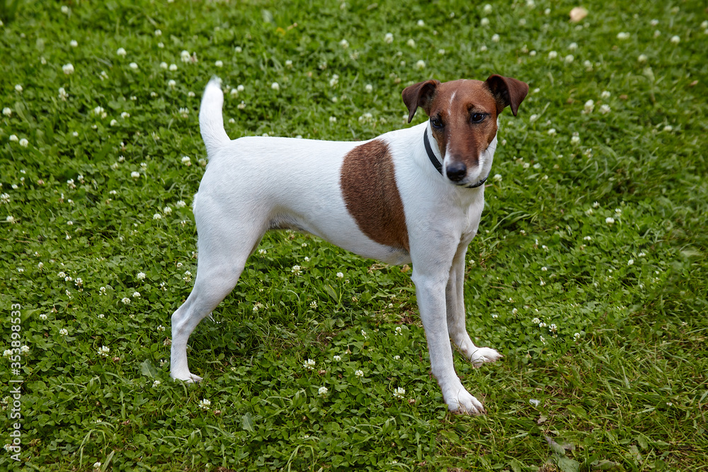 Smooth Fox Terrier yearling dog standing in the green grass at summer day. Happy foxterrier ready to play