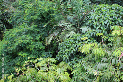 Telok Blangah Hill Park in singapore  photo