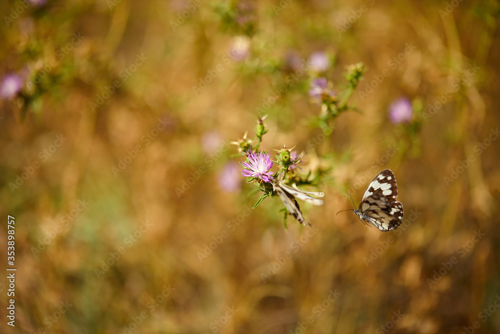 Spring outburst with butterflies collecting nectar Spring outburst with butterflies collecting nectar