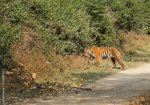 Tigress Paro walking on Sambar road