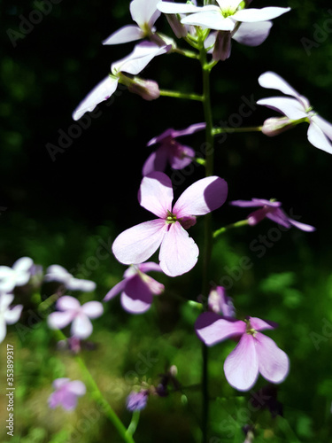 the violet flower grows in the forest