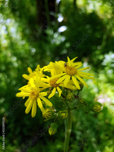 the insect searches for nectar on yellow flowers