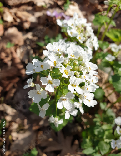 white flowers grow in the forest
