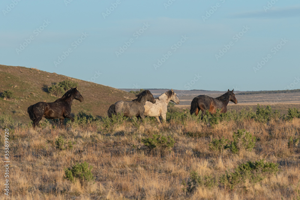 Wild Horses in the Utah Desert in Spring Wild Horses in the Utah Desert in Spring