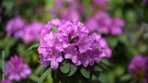 Macro close up of purple alpine rose (rhododendron) flowers moving gently in a spring breeze in sunshine