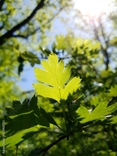 the sun shines through a green leaf