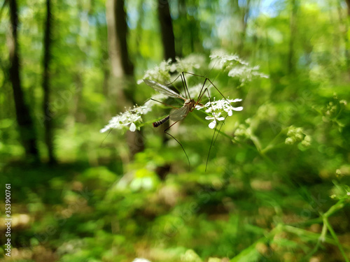 a huge mosquito sits on a flower in the forest