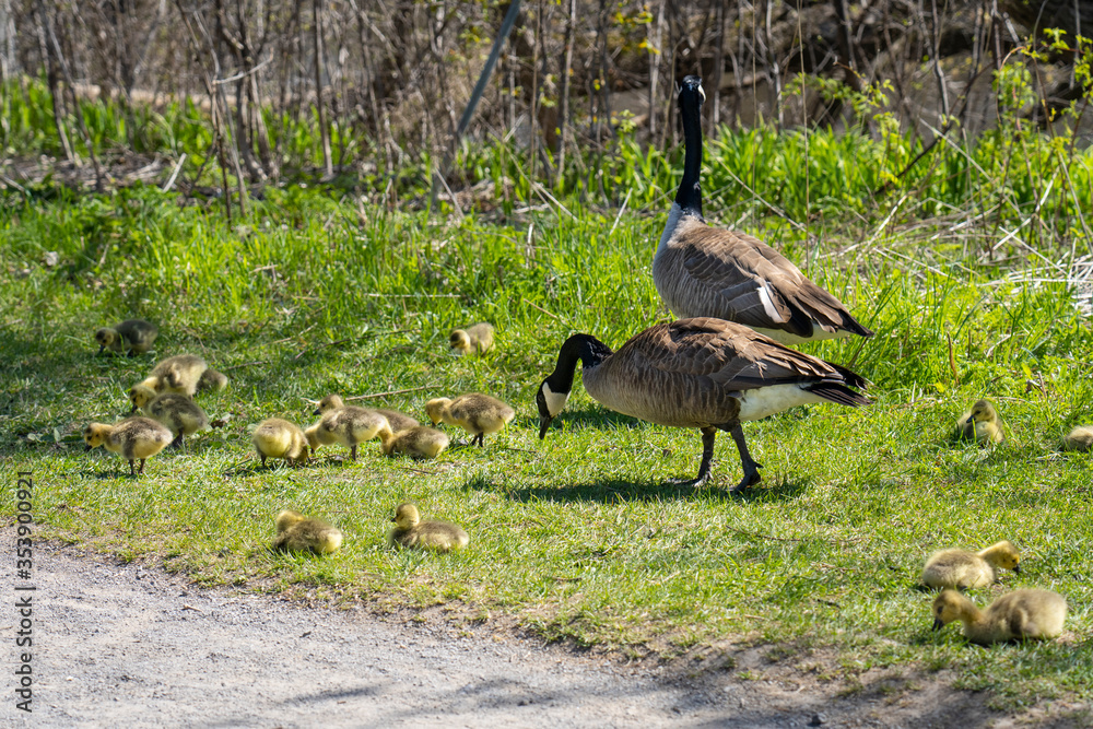 Adult Canada Goose and gosling eating in a park along the St. Lawrence River in Canada Adult Canada Goose and gosling eating in a park along the St. Lawrence River in Canada