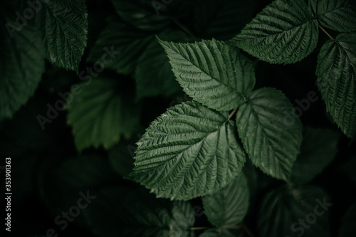 текстура Лист Лист фон зеленый природа лето растение листва дизайн Органические темный естественный кадр узор весна очистить свет яркий трава джунгли тропические текстура многотон 