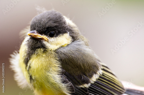 Young great tit (Parus major)