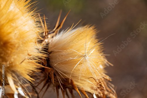 close-up of some dried thistle flowers at sunset