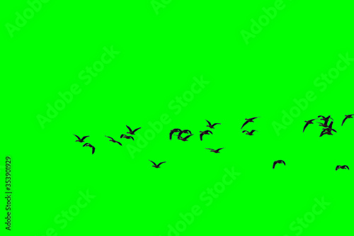 Canvas Print Group of birds with isolated sky