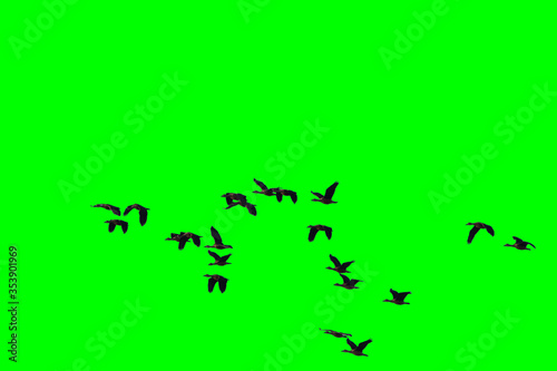 Group of birds with isolated sky © kunanond