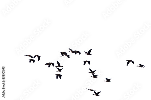 flock of birds © kunanond