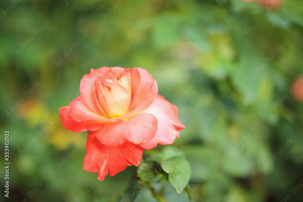 Beautiful roses flower in the garden