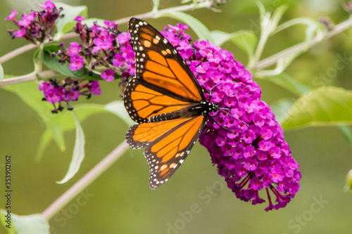 Monarch butterfly on purple butterfly bush photo