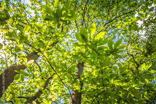 The Sweet chestnut (Castanea sativa) tree seen upwards