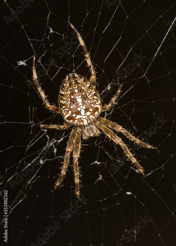 orb weaver spider on web