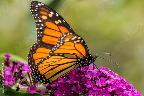 Canvas-taulu Monarch butterfly on purple butterfly bush