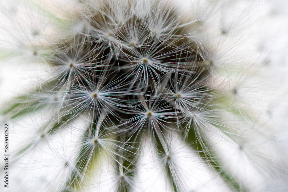 Obraz premium Abstract macro photo, White dandelion with drops of water