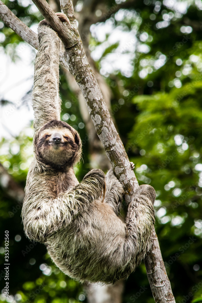 Fototapeta premium Sloth in tree in Costa Rica