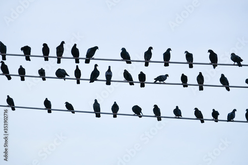 Group of birds sitting on cable power lines against sky background photo