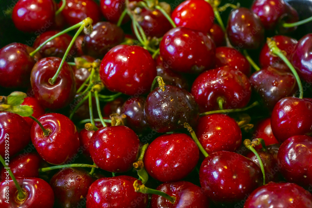 Fresh cherries with water drops background. Summer natural background. Garden harvest, fruits, healthy food.