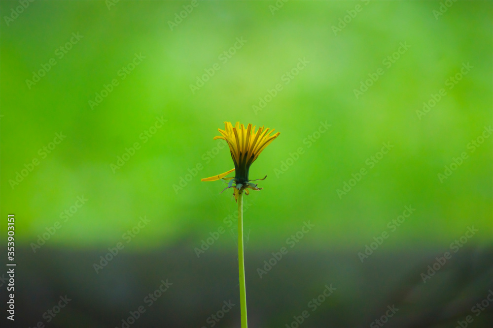 Fototapeta premium Sonchus, flowering plants, the dandelion tribe, Asteraceae, sow thistles, hare thistles, hare lettuces, yellow flower, macro, nature, closeup in the grass