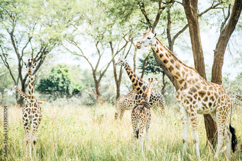 Multiple Giraffes in Uganda