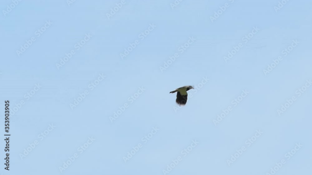 Bird flying against blue sky. Bird Soaring in Air. Slow motion. Close up. Bird flying against blue sky. Bird Soaring in Air. Slow motion. Close up.