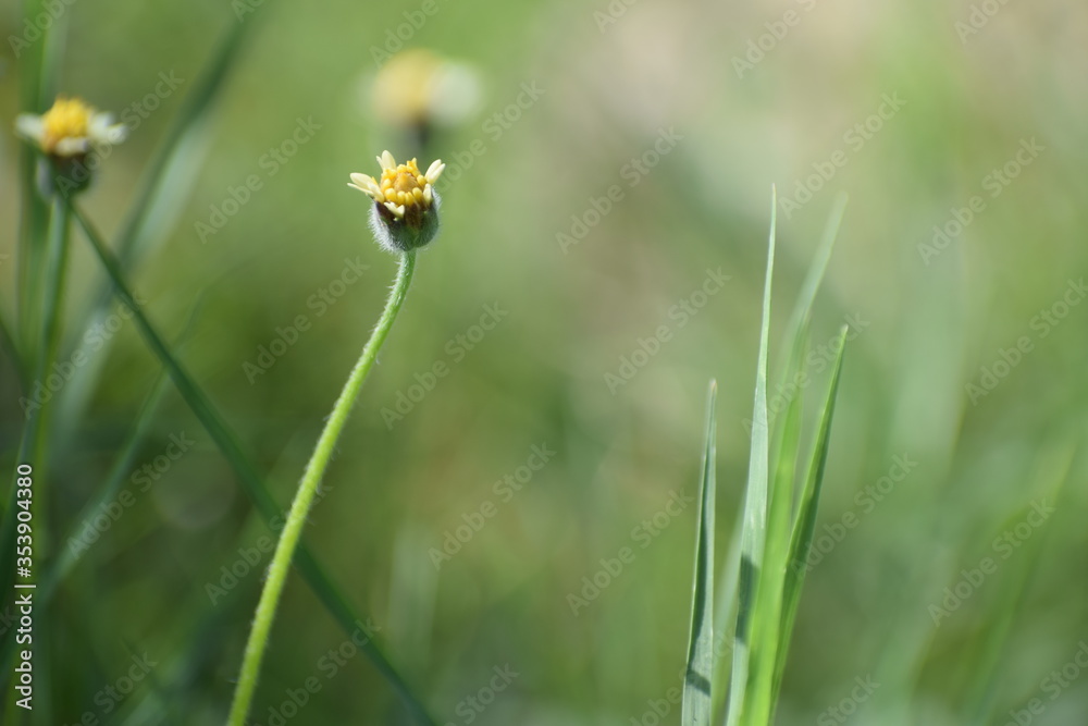 Tridax procumbens, commonly known as coatbuttons or tridax daisy, is a species of flowering plant in the daisy family. It is best known as a widespread weed and pest plant. Tridax procumbens, commonly known as coatbuttons or tridax daisy, is a species of flowering plant in the daisy family. It is best known as a widespread weed and pest plant.