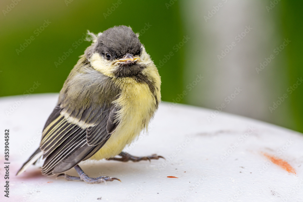 Young great tit (Parus major)
