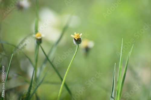 Tridax procumbens, commonly known as coatbuttons or tridax daisy, is a species of flowering plant in the daisy family. It is best known as a widespread weed and pest plant. 