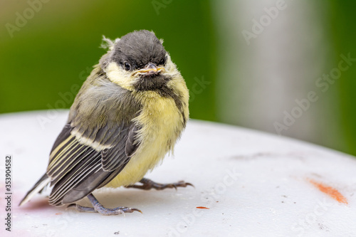 Obraz na płótnie Young great tit (Parus major) w salonie