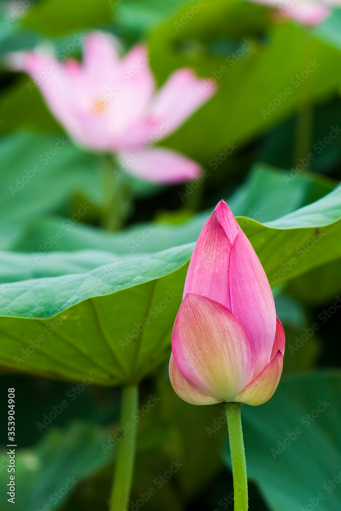 Beautiful lotus flower in the garden Beautiful lotus flower in the garden