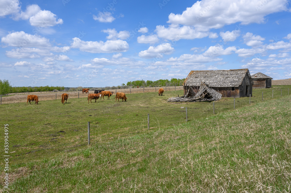 Cattle grazing in a pasture stand beside old buildings near the town of Innisfail, Alberta, Canada Cattle grazing in a pasture stand beside old buildings near the town of Innisfail, Alberta, Canada