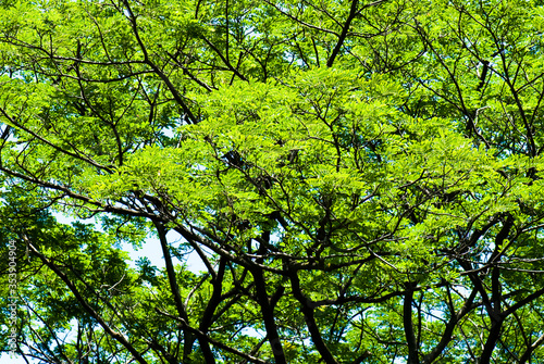 Green trees in the park as a background