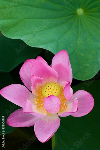 Close-up of the lotus flower in the garden with blurred background 