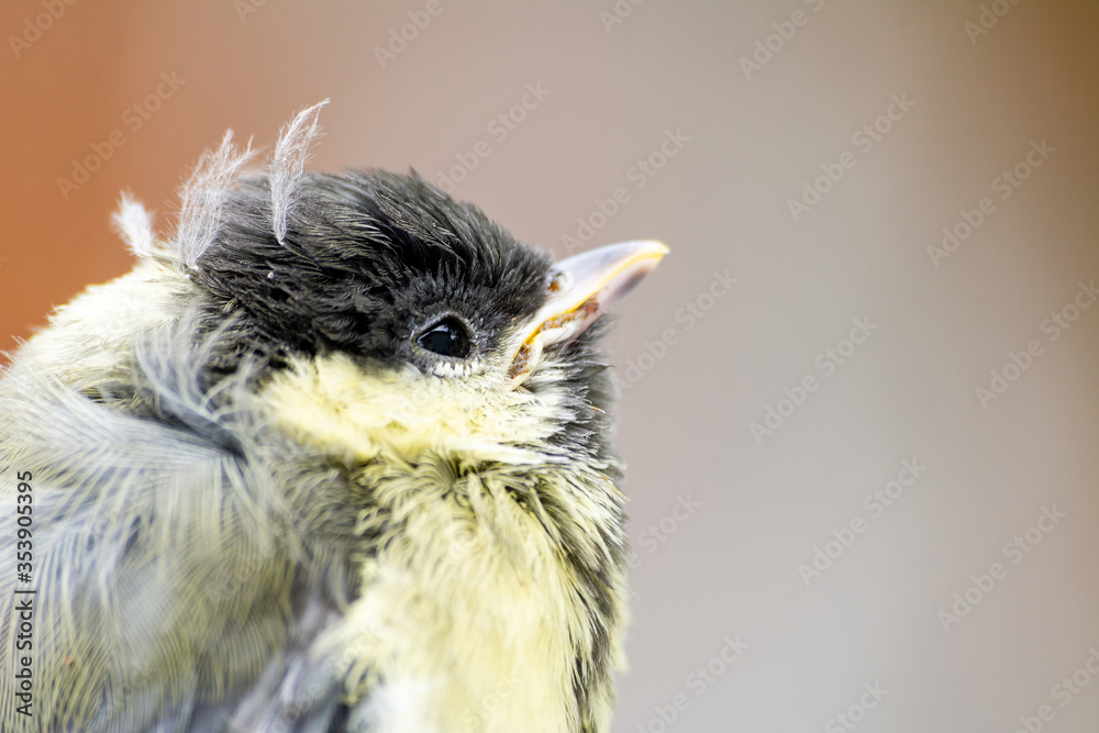 Young great tit (Parus major)